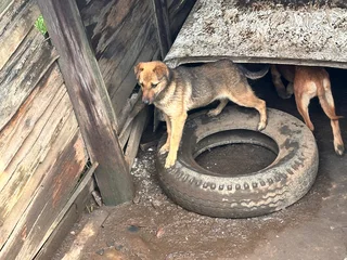 Ridge back puppies for sale