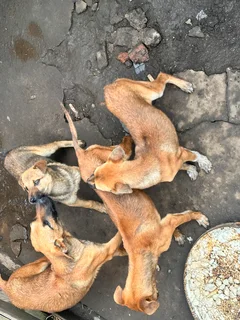Ridge back puppies for sale