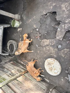 Ridge back puppies for sale