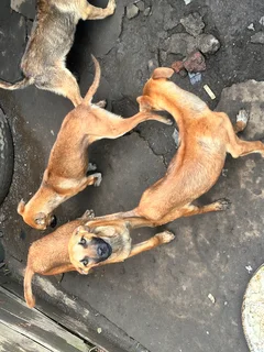 Ridge back puppies for sale