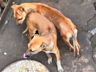 Ridge back puppies for sale