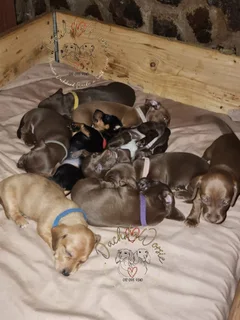 Miniature Dachshund Puppies