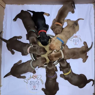 Miniature Dachshund Puppies