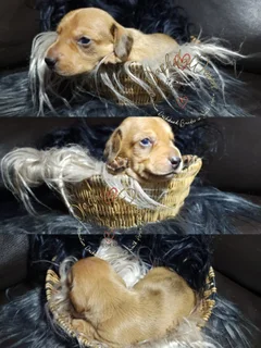 Miniature Dachshund Puppies