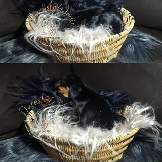 Miniature Dachshund Puppies