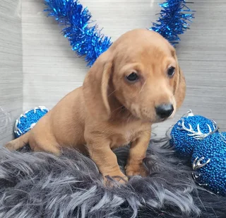 Miniature Dachshund Male Pup