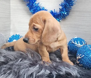 Miniature Dachshund Male Pup