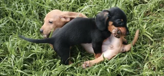 Miniature Dachshund Male Pup