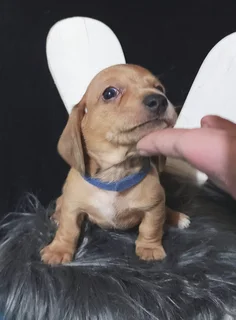 Miniature Dachshund Male Pup