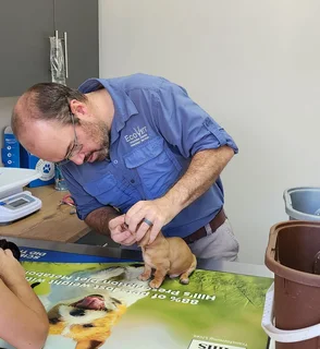 Miniature Dachshund Male Pup