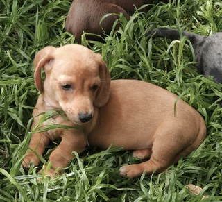 Miniature Dachshund Male Pup