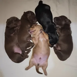 Miniature Dachshund Male Pup