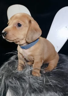 Miniature Dachshund Male Pup