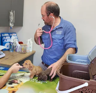 Miniature Dachshund Male Pup