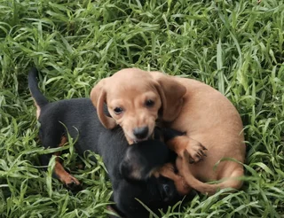 Miniature Dachshund Male Pup