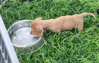 Miniature Dachshund Male Pup