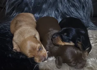 Miniature Dachshund Male Pup