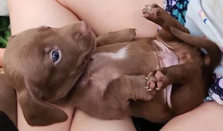 Miniature Dachshund Pups