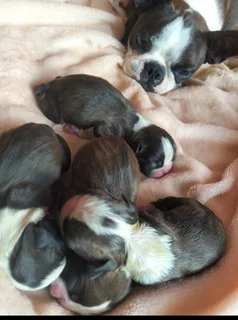 Boston terrier puppies