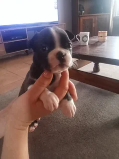 Boston terrier puppies one male