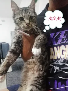 Cats - Ad posted by Lynsey Andrews