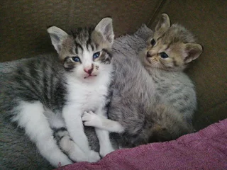 Cats - Ad posted by Lynsey Andrews