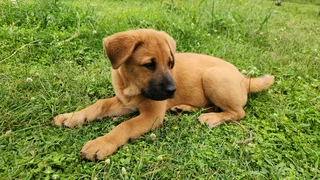 Chow Chow x Labrador Male Puppies