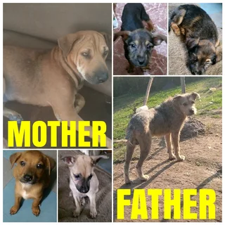 Rhodesian Ridgeback/Irrish Terrier Pups