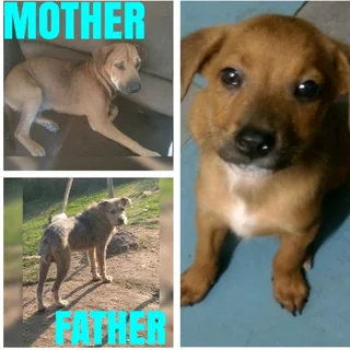 Rhodesian Ridgeback/Irrish Terrier Pup