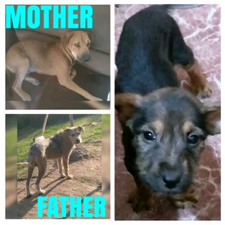 Rhodesian Ridgeback/Irrish Terrier Pup