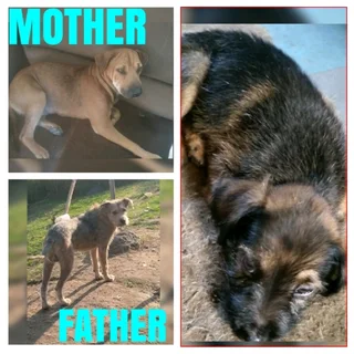 Rhodesian Ridgeback/Irrish Terrier Pup