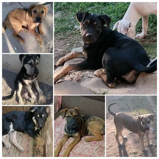 Rhodesian Ridgeback Mix