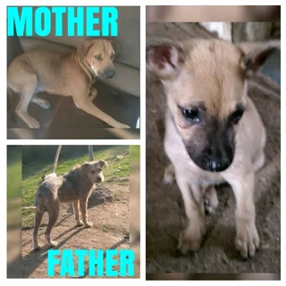 Rhodesian Ridgeback/Irrish Terrier Pup