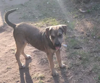 Rhodesian Ridgeback Mix