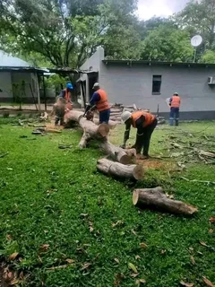 N-m Tree Felling & Garden Service