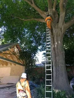 N-M TREE FELLING  071-976-3364