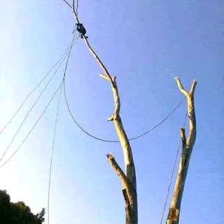 N-M TREE FELLING