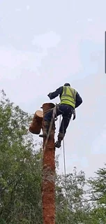 N-M TREE FELLING