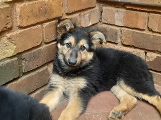 German sheperd puppies