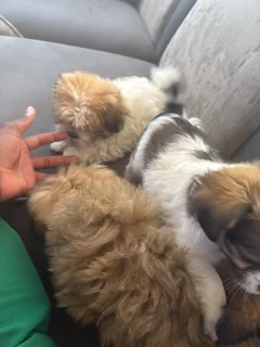 Puppi - Ad posted by rivalani Hlungwani