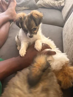 Puppi - Ad posted by rivalani Hlungwani