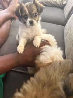 Puppi - Ad posted by rivalani Hlungwani