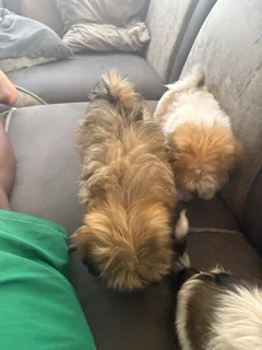 Puppi - Ad posted by rivalani Hlungwani