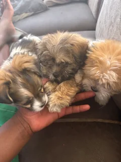 Puppi - Ad posted by rivalani Hlungwani