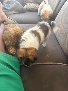 Puppi - Ad posted by rivalani Hlungwani