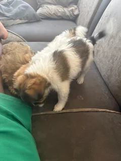 Puppi - Ad posted by rivalani Hlungwani