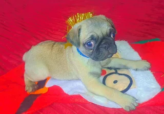 Pug  puppy