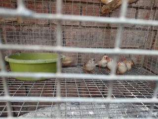 Birds - Ad posted by Krish Munsamy