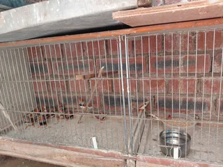 Birds - Ad posted by Krish Munsamy