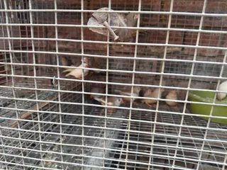 Birds - Ad posted by Krish Munsamy